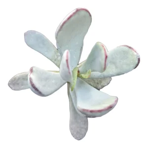 Cotyledon orbiculata 'Silver Peak' Succulent Plant - Easy Care Live Succulent - Image 1