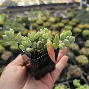Cotyledon pendens Live Plant - Cliff Cotyledon Succulent in 2in or 4in Pot - Image 10