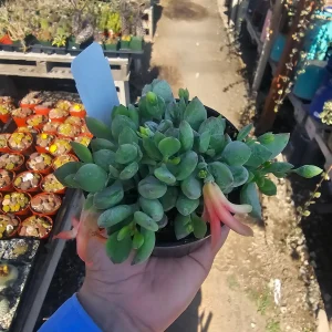 Cotyledon pendens Live Plant - Cliff Cotyledon Succulent in 2in or 4in Pot - Image 6