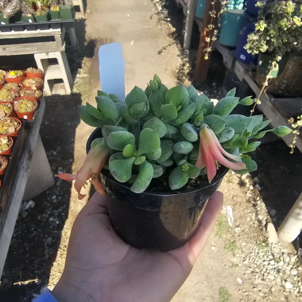 Cotyledon pendens Live Plant - Cliff Cotyledon for Sale