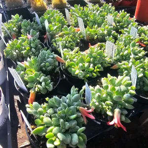 Cotyledon pendens Live Plant - Cliff Cotyledon Succulent in 2in or 4in Pot - Image 9