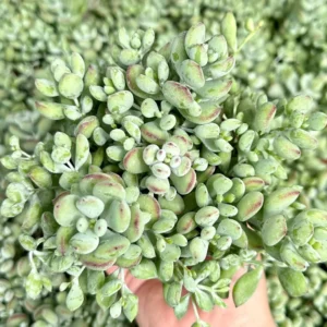 Cotyledon Pendens Live Plant – Trailing Succulent – 2-6 inch Pot – Indoor/Outdoor - Image 2