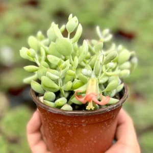 Cotyledon Pendens Live Plant – Trailing Succulent – 2-6 inch Pot – Indoor/Outdoor - Image 3