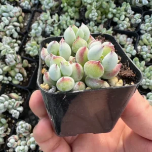 Cotyledon Pendens Live Plant – Trailing Succulent – 2-6 inch Pot – Indoor/Outdoor - Image 5