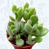 Cotyledon Tomentosa Bear's Paw Succulent Live Plant - Unique Indoor Houseplant - Image 1