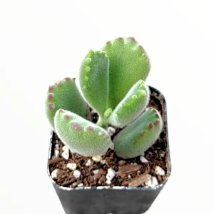 Cotyledon Tomentosa Bear's Paw Succulent Live Plant - Unique Indoor Houseplant - Image 2