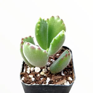 Cotyledon Tomentosa Bear's Paw Succulent Live Plant - Unique Indoor Houseplant - Image 3