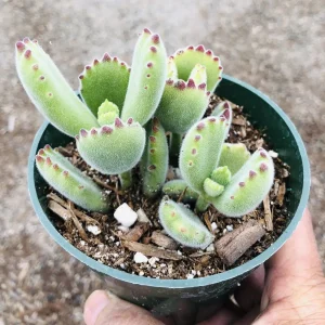 Cotyledon Tomentosa Bear's Paw Succulent Live Plant - Unique Indoor Houseplant - Image 6