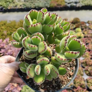 Cotyledon Tomentosa Bear's Paw Succulent Live Plant - Unique Indoor Houseplant - Image 7