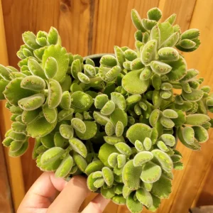 Cotyledon Tomentosa Bear's Paw Succulent Live Plant - Unique Indoor Houseplant - Image 8