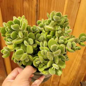 Cotyledon Tomentosa Bear's Paw Succulent Live Plant - Unique Indoor Houseplant - Image 9