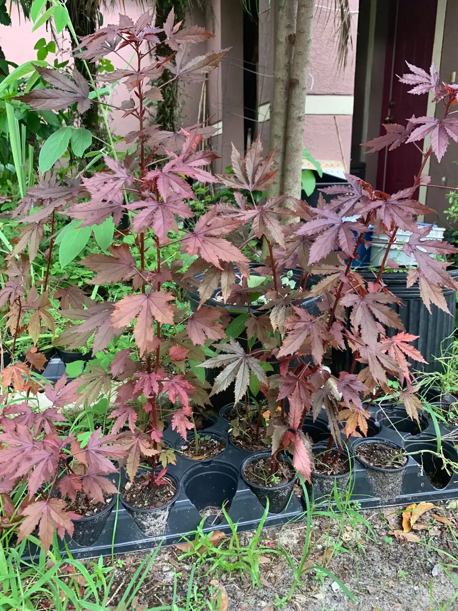 Cranberry Hibiscus Live Plant – Edible African Rose Mallow – Mature 4-inch Pot – Indoor/Outdoor - Image 2