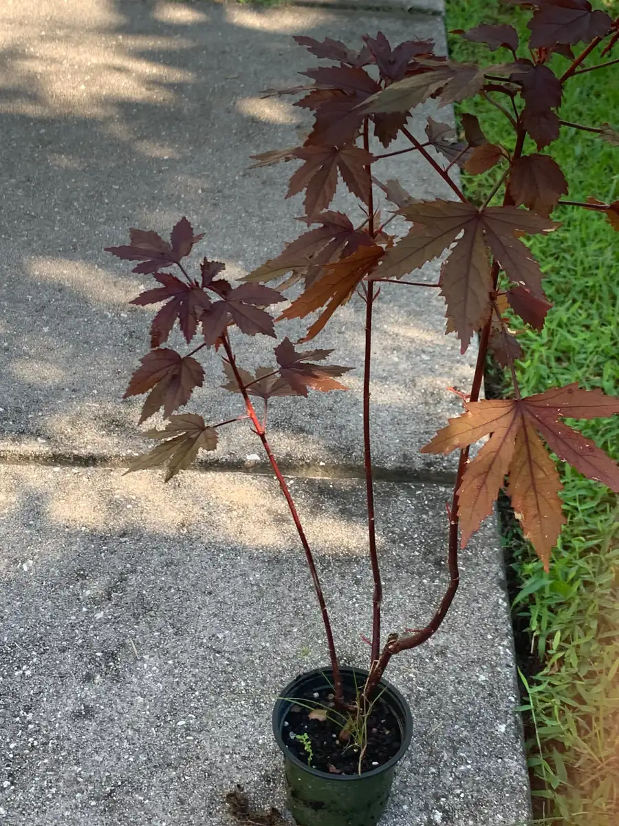 Cranberry Hibiscus Live Plant – Edible African Rose Mallow – Mature 4-inch Pot – Indoor/Outdoor - Image 3