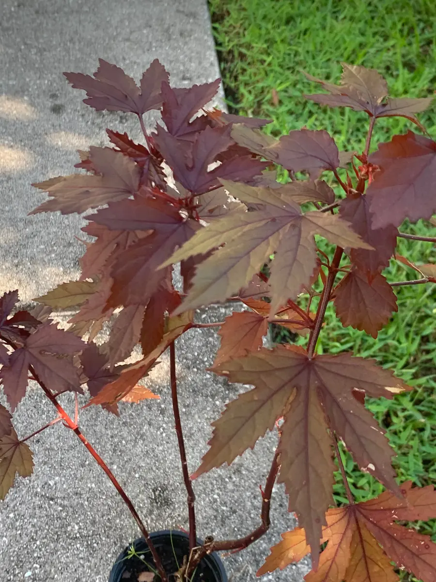 Cranberry Hibiscus Live Plant – Edible African Rose Mallow – Mature 4-inch Pot – Indoor/Outdoor - Image 4