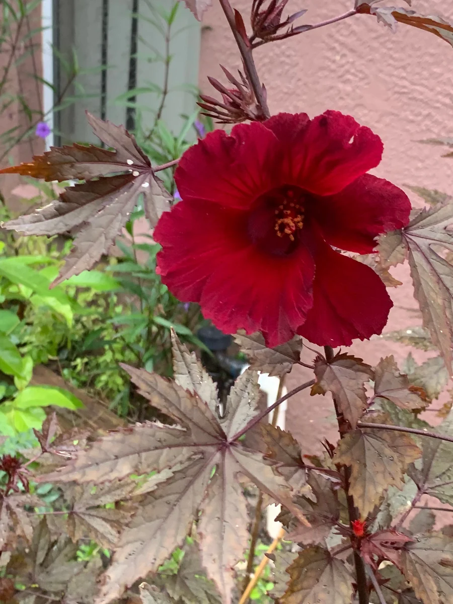 Cranberry Hibiscus Live Plant – Edible African Rose Mallow – Mature 4-inch Pot – Indoor/Outdoor - Image 1