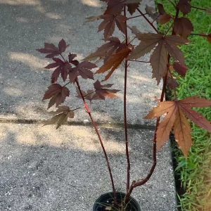 Cranberry Hibiscus Live Plant – Mature Plant in 4 inch Pot – Edible Leaves & Flowers - Image 3