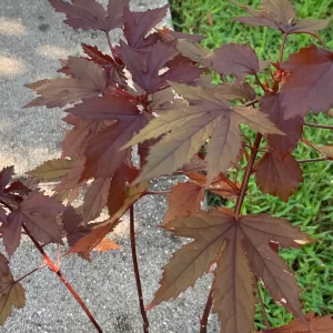 Cranberry Hibiscus Live Plant – Mature Plant in 4 inch Pot – Edible Leaves & Flowers - Image 4