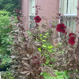 Cranberry Hibiscus Live Plant – Mature Plant in 4 inch Pot – Edible Leaves & Flowers - Image 5