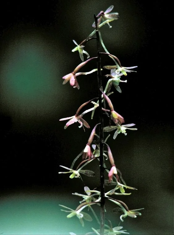 Cranefly Orchid Bare Root Bulb (Tipularia Discolor) - Purple-Green Flowers - Image 2