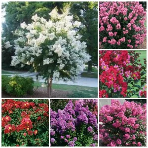 Crape Myrtle Bare Root Tree - 2 Pack - Outdoor Flowering Shrub - Image 2