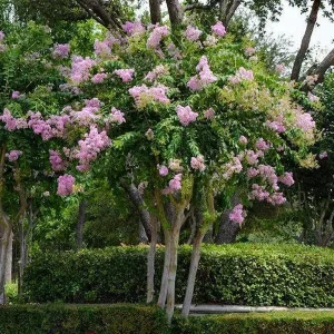 Crape Myrtle Bare Root Tree - 2 Pack - Outdoor Flowering Shrub - Image 5