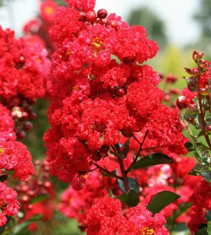 Crape Myrtle Cuttings - Fast Grow Rooting Plant - 7 Cuttings - Indoor/Outdoor Red - Image 1