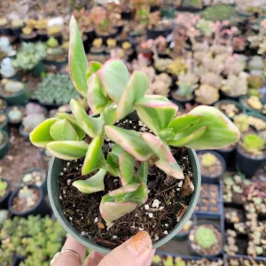 Crassula argentea 'Money Tree' Variegata Succulent Plant - Live Plant - Image 2