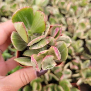Crassula argentea 'Money Tree' Variegata Succulent Plant - Live Plant - Image 5