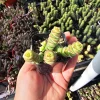 Crassula Baby Necklace Succulent Live Plant – Crassula Perforata – 2 inch Pot - Image 1