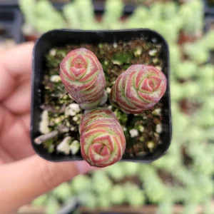 Crassula 'Baby's Necklace' Succulent Live Plant - Easy Care, Indoor/Outdoor - Image 2