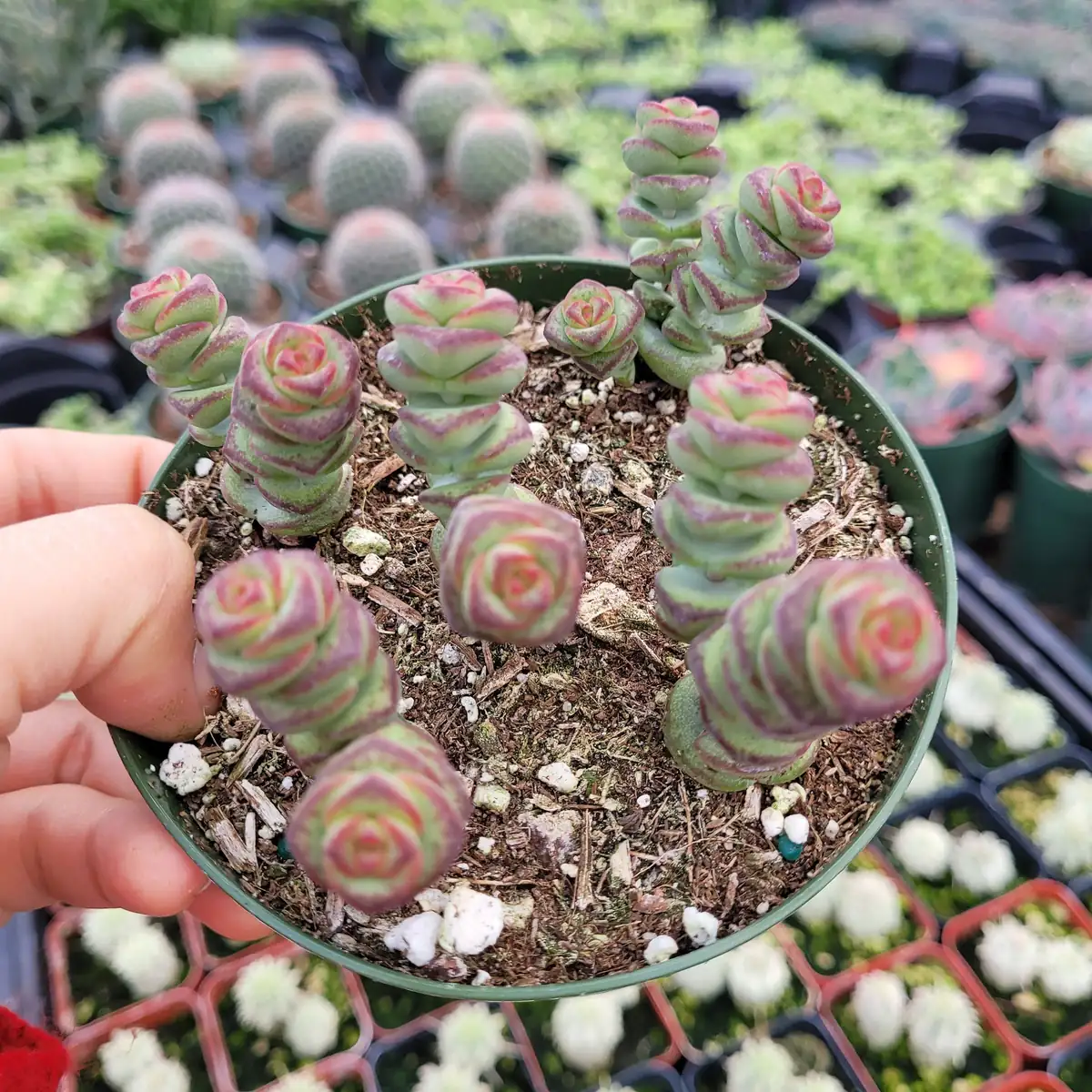Crassula 'Baby's Necklace' Succulent Live Plant - Easy Care, Indoor/Outdoor - Image 3
