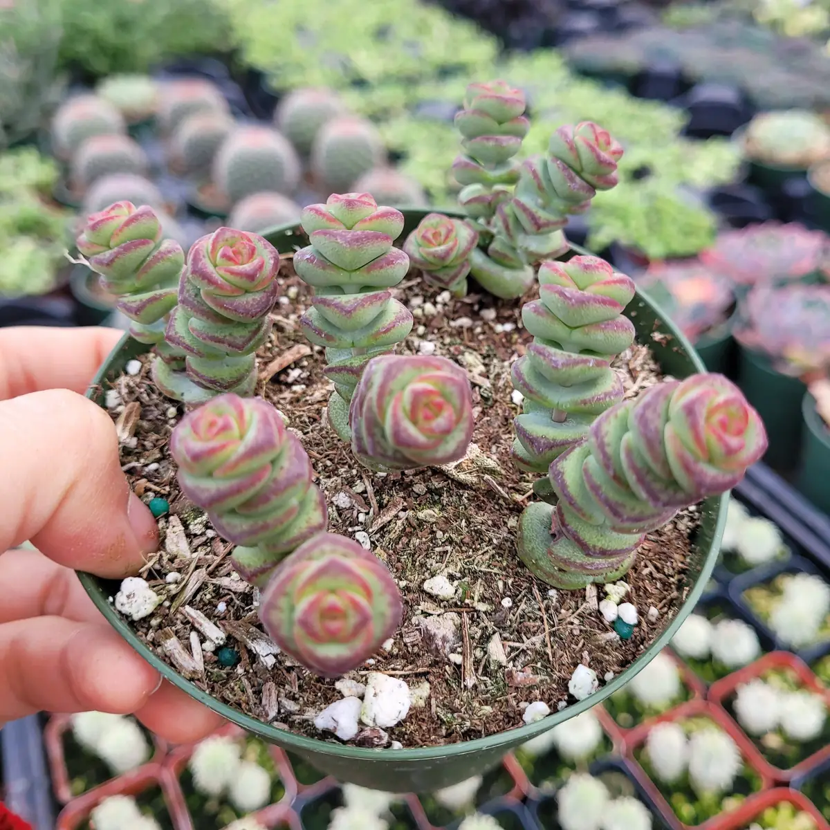 Crassula 'Baby's Necklace' Succulent Live Plant - Easy Care, Indoor/Outdoor - Image 4