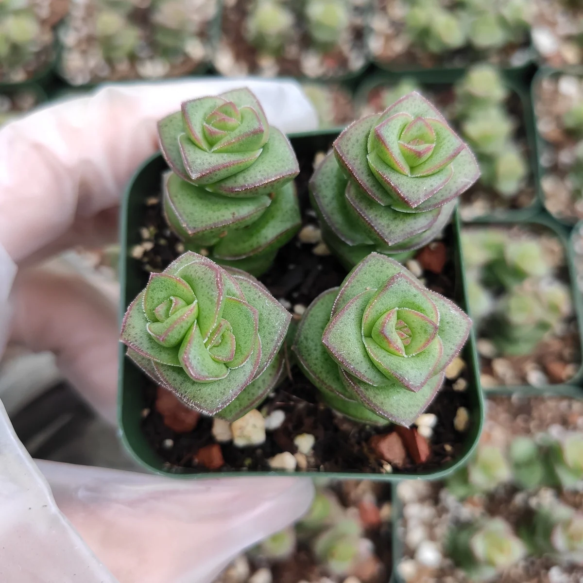 Crassula 'Baby's Necklace' Succulent Live Plant - Easy Care, Indoor/Outdoor - Image 5