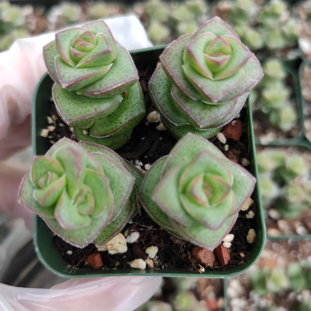 Crassula 'Baby's Necklace' Succulent Live Plant - Easy Care, Indoor/Outdoor - Image 6