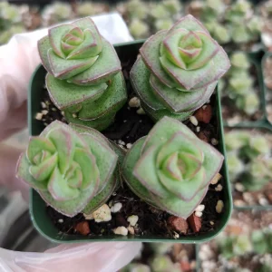 Crassula 'Baby's Necklace' Succulent Plant - Live Potted Houseplant - Image 6