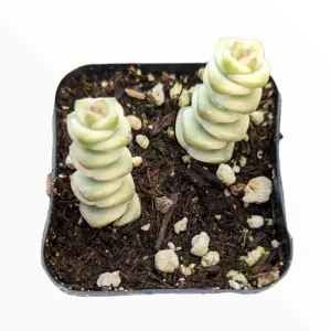 Crassula 'Baby's Necklace' Variegated Succulent Plant - Live Indoor Succulent - Image 1