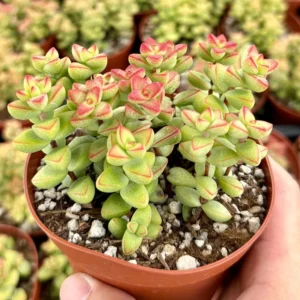 Crassula Brevifolia Live Succulent Plant - Short-Leaf Crassula - 2