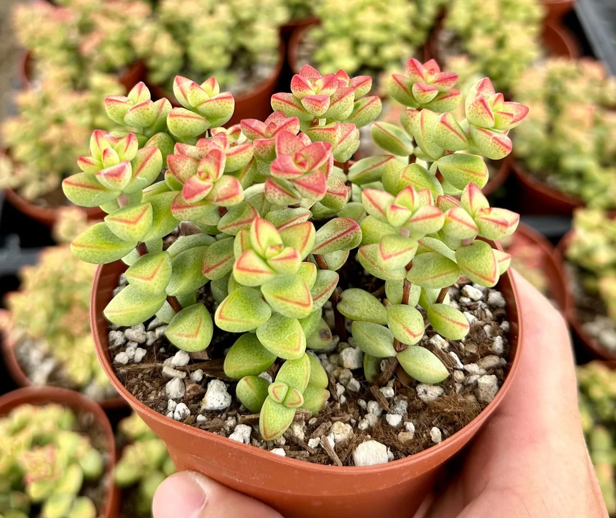 Crassula Brevifolia Live Succulent Plant - Short-Leaf Crassula - 2" or 4" Pot - Image 2