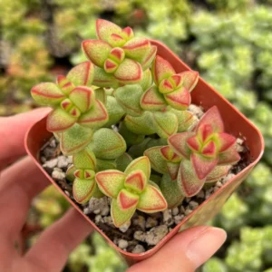 Crassula Brevifolia Live Succulent Plant - Short-Leaf Crassula - 2