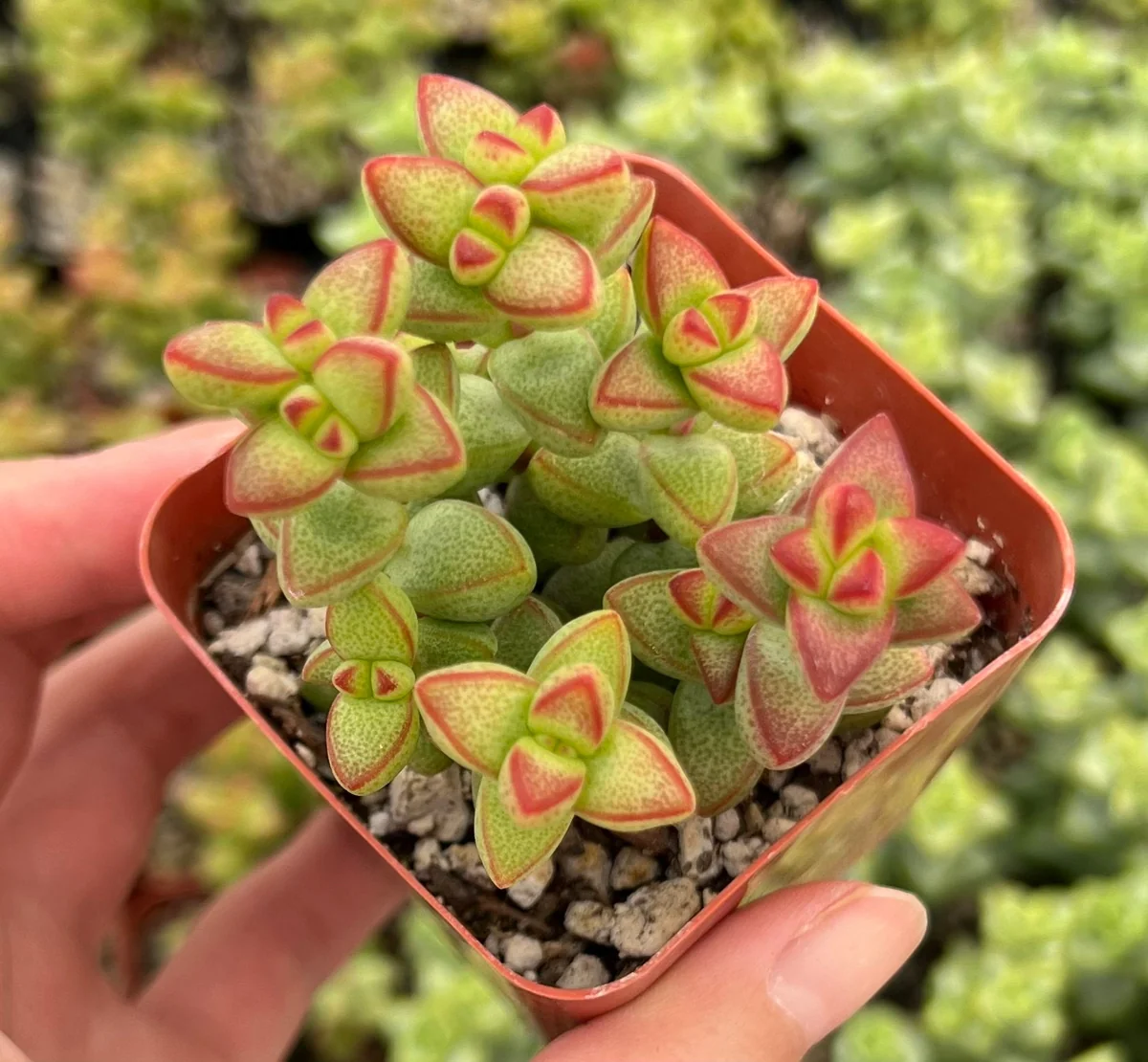Crassula Brevifolia Live Succulent Plant - Short-Leaf Crassula - 2" or 4" Pot - Image 3