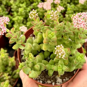 Crassula Brevifolia Live Succulent Plant - Short-Leaf Crassula - 2" or 4" Pot - Image 1
