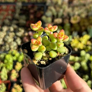 Crassula Brevifolia Live Succulent Plant - Short-Leaf Crassula - 2
