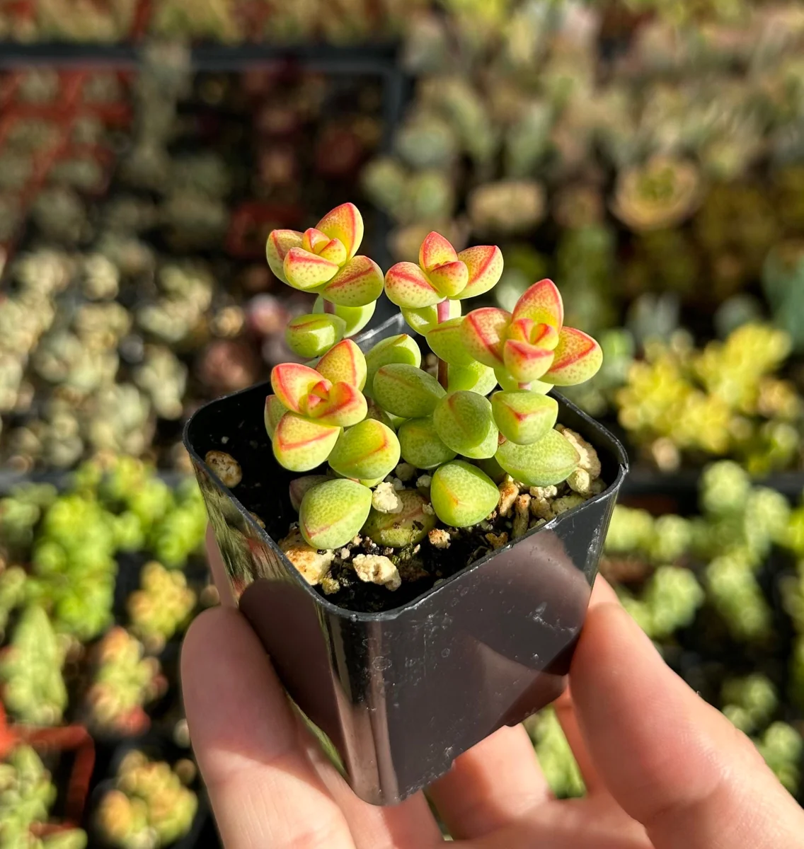 Crassula Brevifolia Live Succulent Plant - Short-Leaf Crassula - 2" or 4" Pot - Image 4