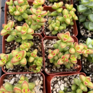 Crassula Brevifolia Live Succulent Plant - Short-Leaf Crassula - 2