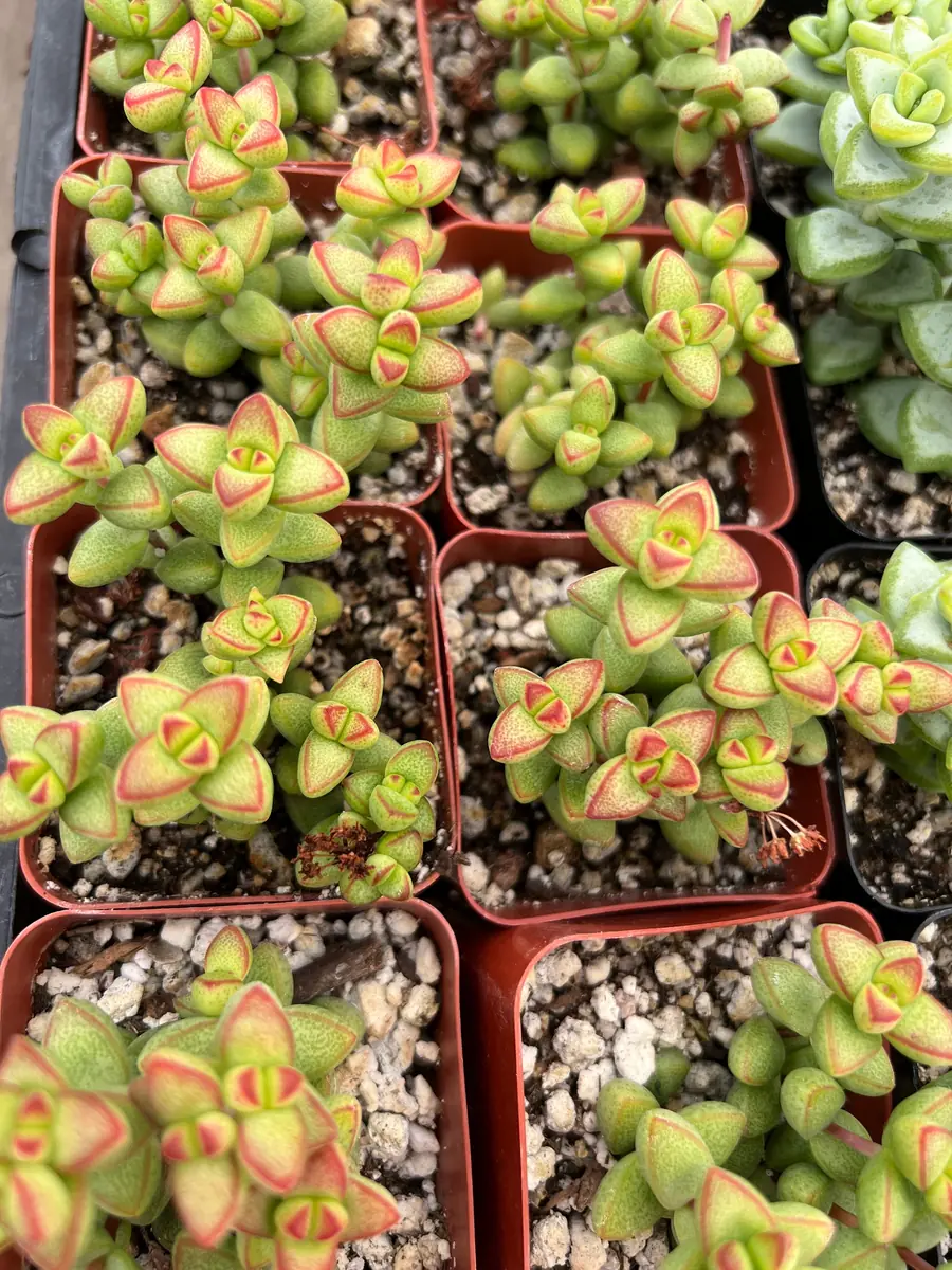 Crassula Brevifolia Live Succulent Plant - Short-Leaf Crassula - 2" or 4" Pot - Image 5