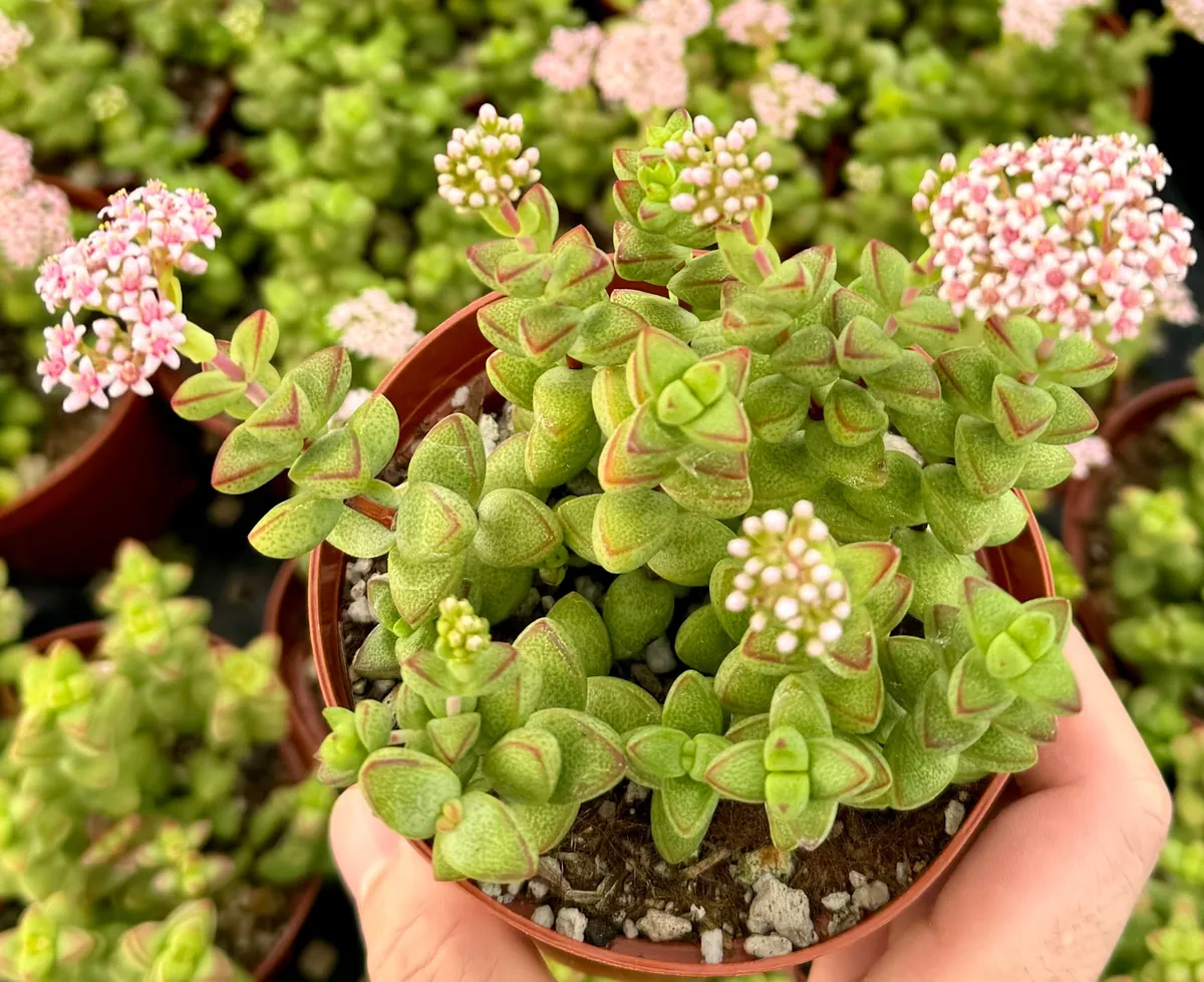Crassula Brevifolia Live Succulent Plant - Short-Leaf Crassula - 2" or 4" Pot - Image 1