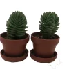 Crassula Buddha's Temple Succulent - 2 Pack Live Plant - 1-inch Pots - Image 1