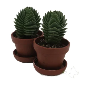 Crassula Buddha's Temple Succulent - 2 Pack Live Plant - 1-inch Pots - Image 3