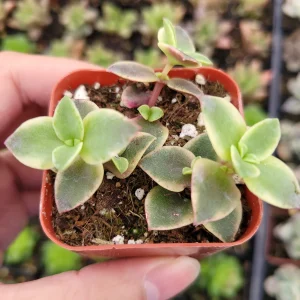 Crassula 'Calico Kitten' Variegated Succulent Live Plant - 2-4 Inch Pot - Image 6