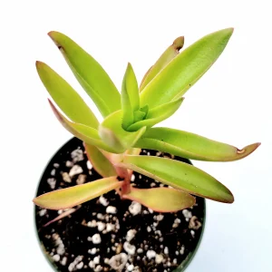 Crassula capitella 'Campfire' Succulent Live Plant - Easy Care, Red & Green Foliage - Image 2